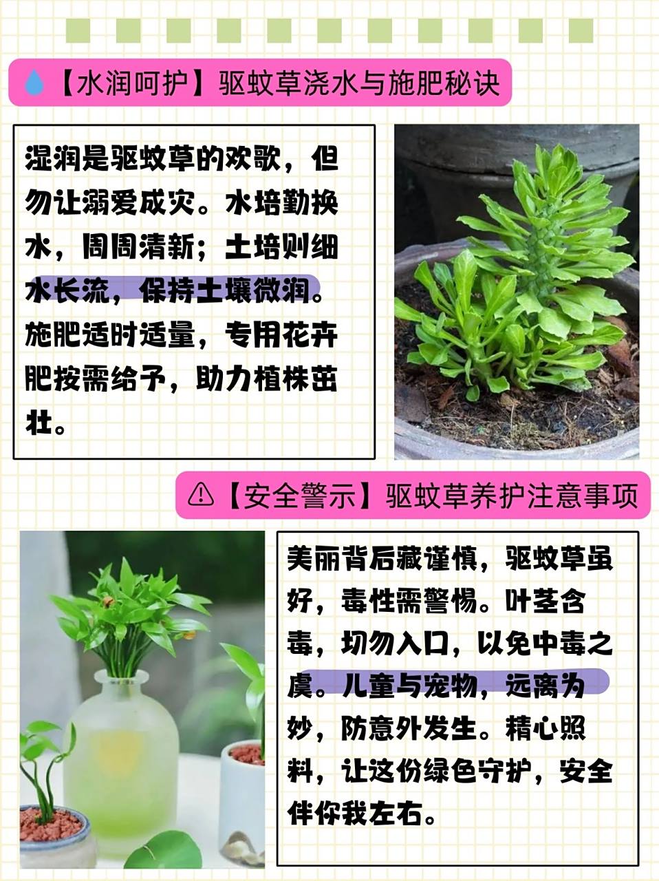 驱蚊草的养殖方法与注意事项  闺蜜想养驱蚊草,问我该怎么养,我给她