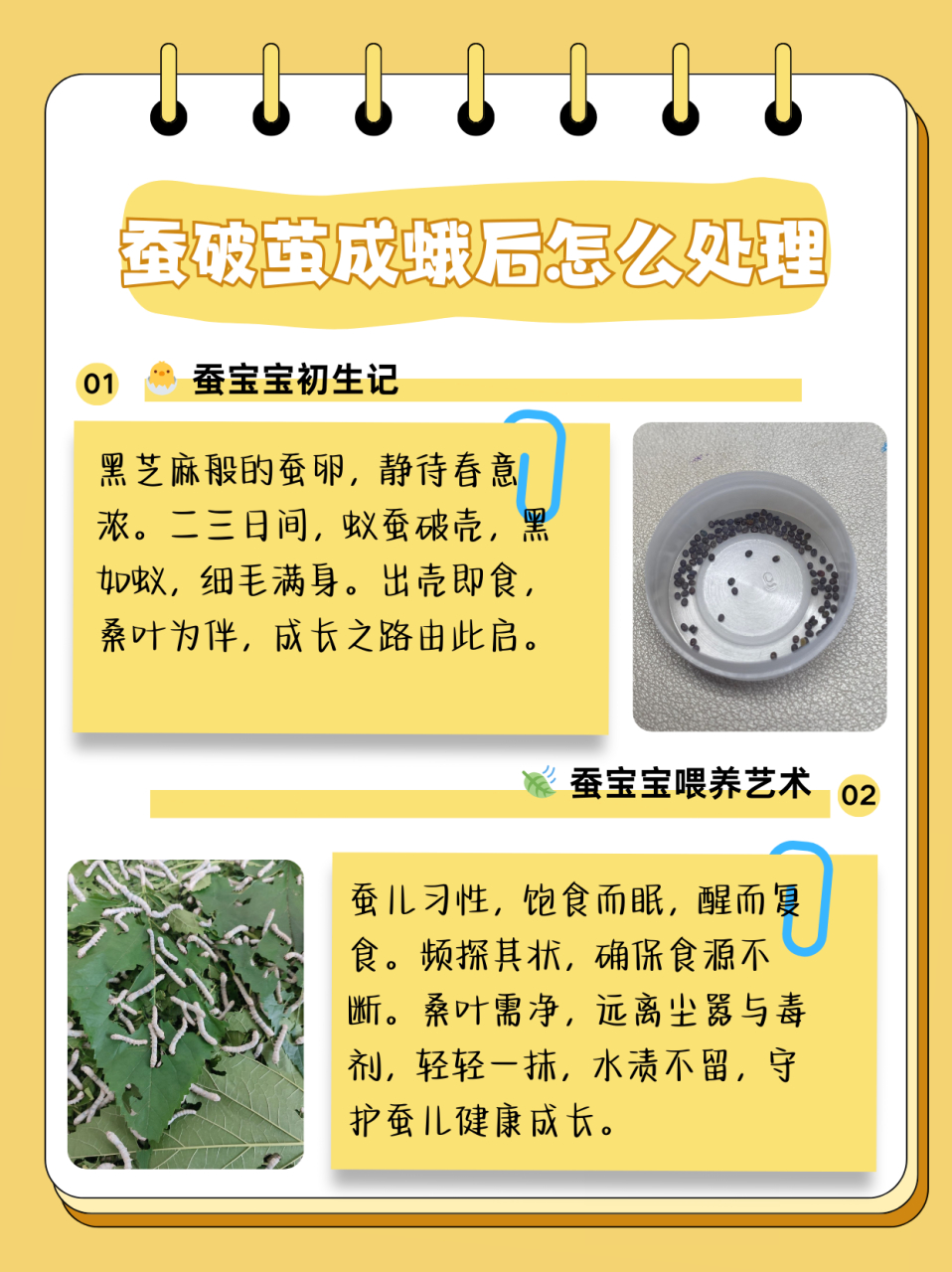 蚕飞蛾怎么分公母图片