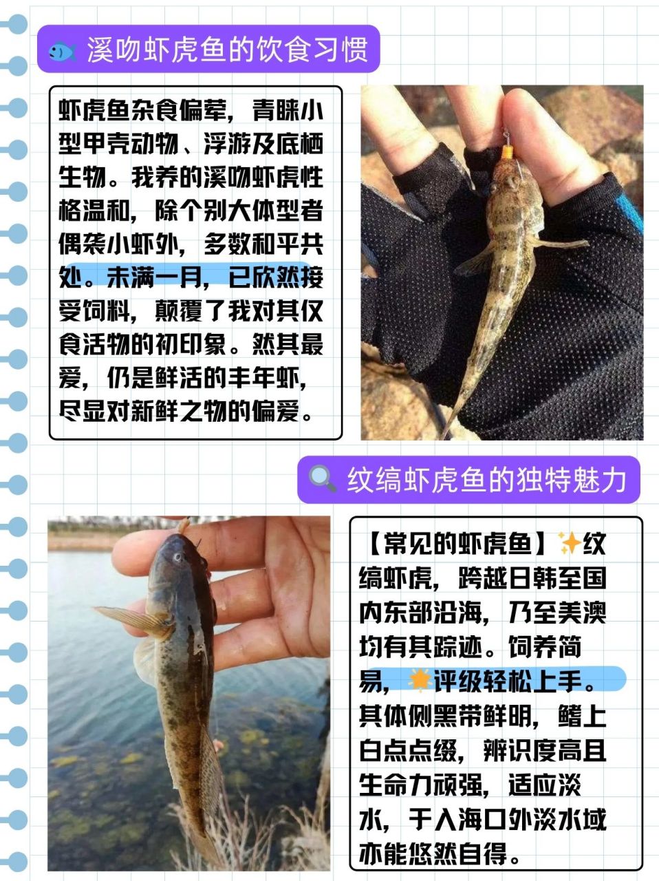 虾虎鱼吃什么  表弟想养虾虎鱼,问我虾虎鱼吃什么,我整理了一些相关
