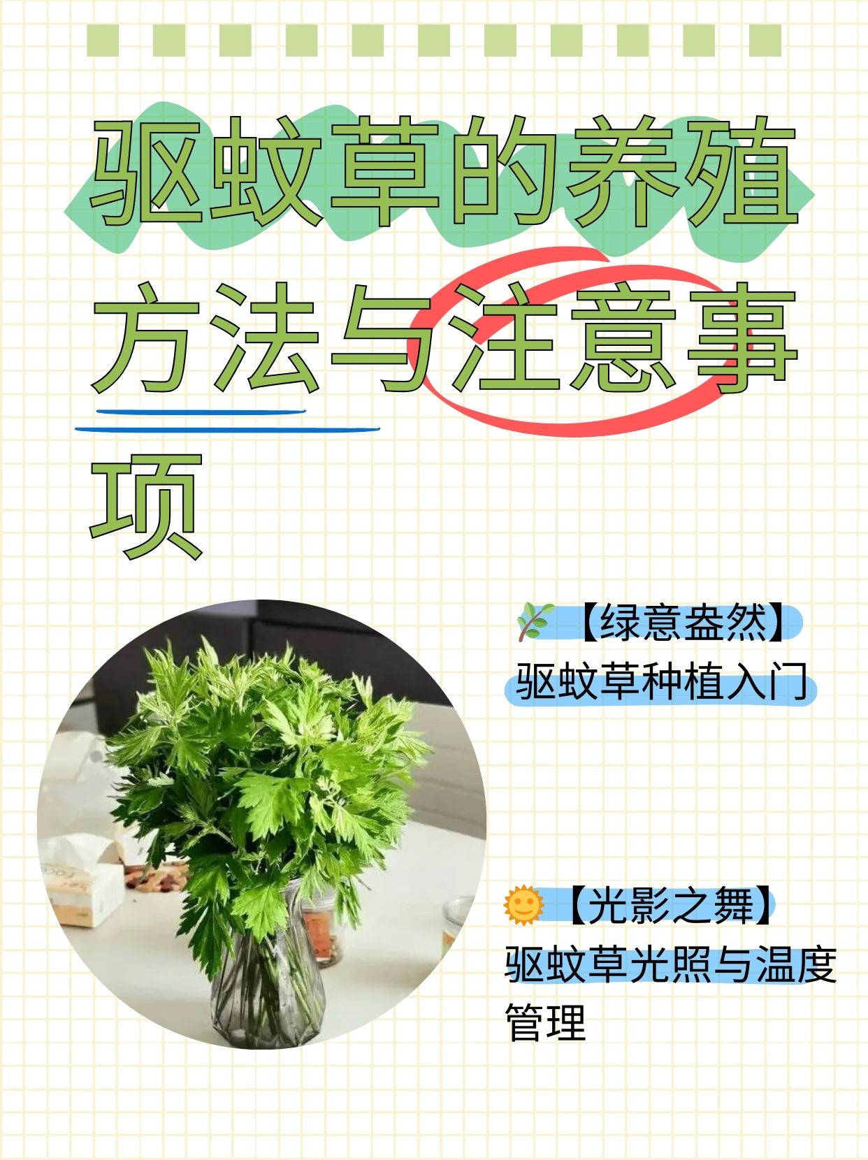 驱蚊草的养殖方法与注意事项  闺蜜想养驱蚊草,问我该怎么养,我给她