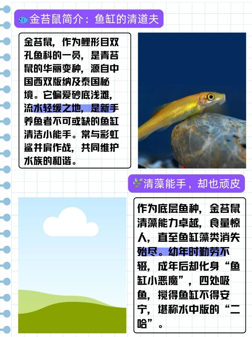 金苔鼠为什么不建议养  金苔鼠是鲤形目双孔鱼科双孔鱼属动物,是青苔