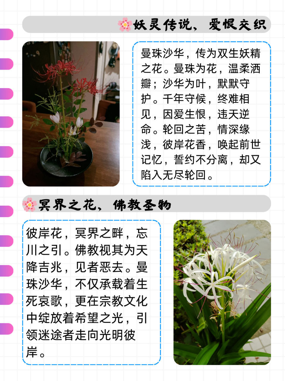 曼珠沙华和彼岸花的区别  曼珠沙华和彼岸花实际上是同一种植物的不同