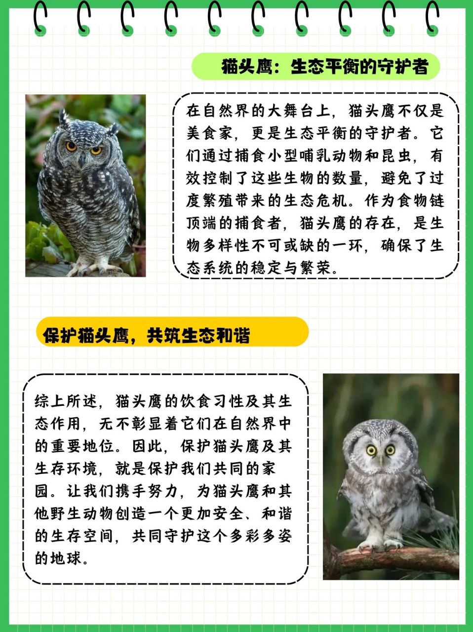 猫头鹰介绍简单图片