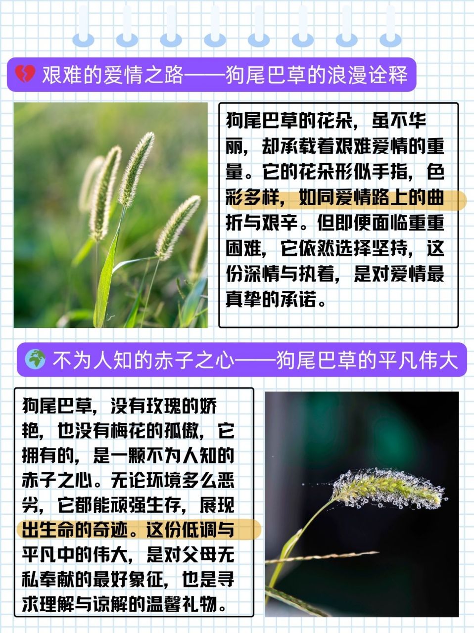 狗舌草花语图片