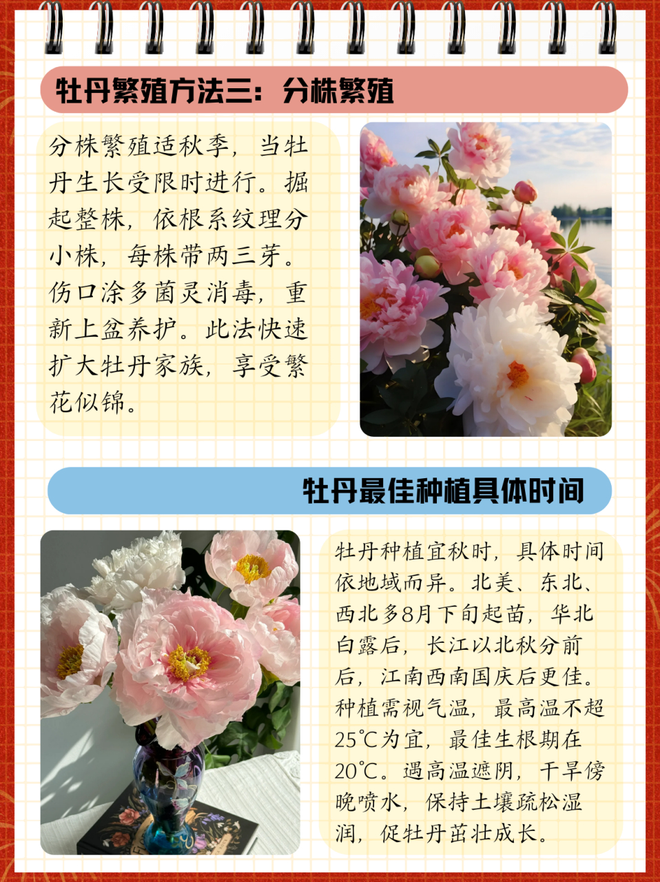 牡丹花什么时候开放图片