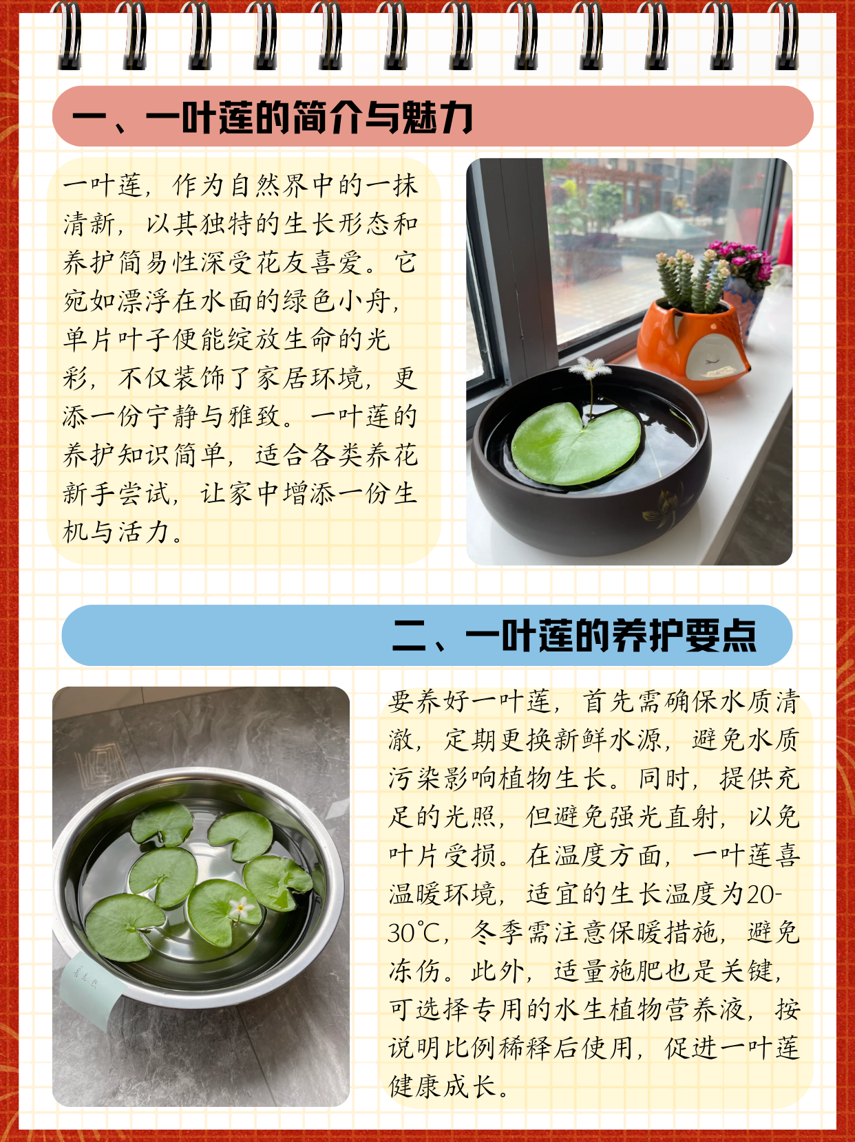 一叶莲的养殖方法和注意事项