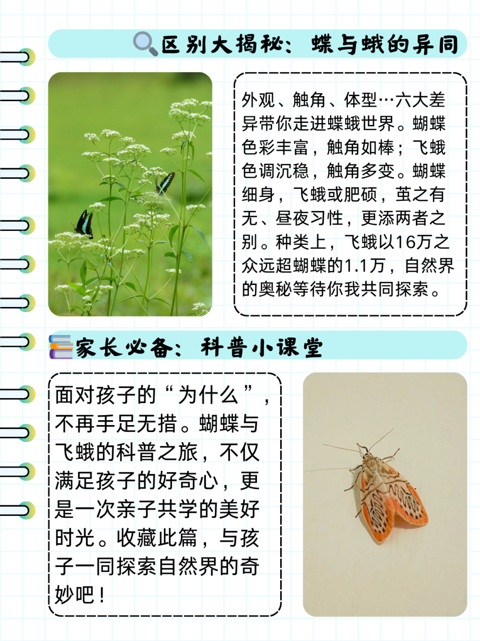 蝴蝶和飞蛾的区别  孩子有些分不清蝴蝶和飞蛾,于是我上网搜索整理了