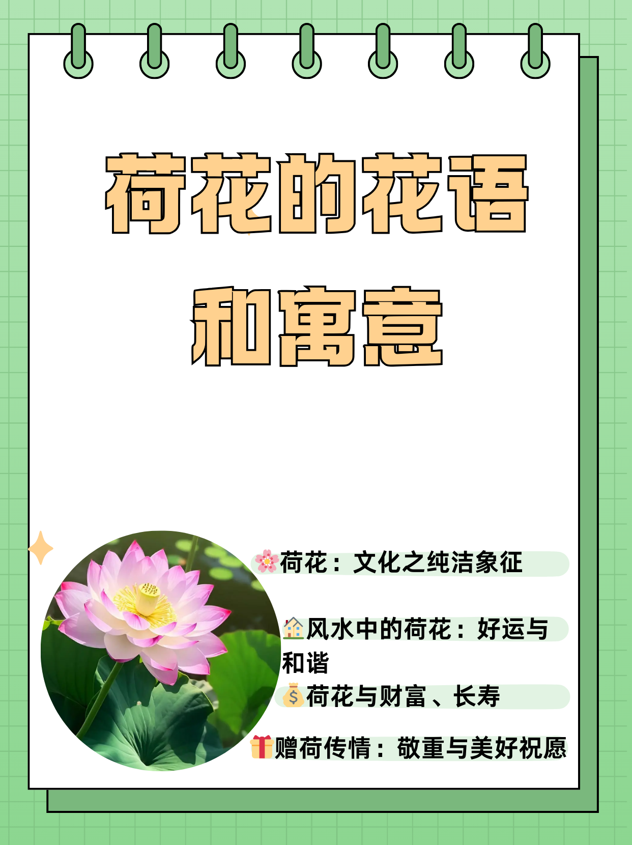 荷花的寓意 象征意义图片