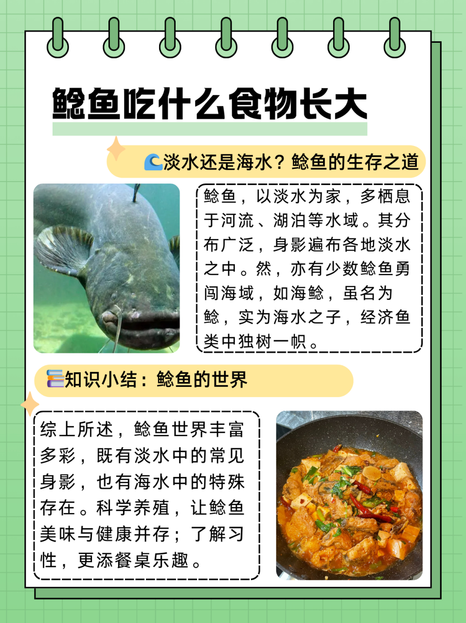 鲶鱼吃什么食物长大  鲶鱼是农村地区很常见的一种淡水鱼,都说鲶鱼脏