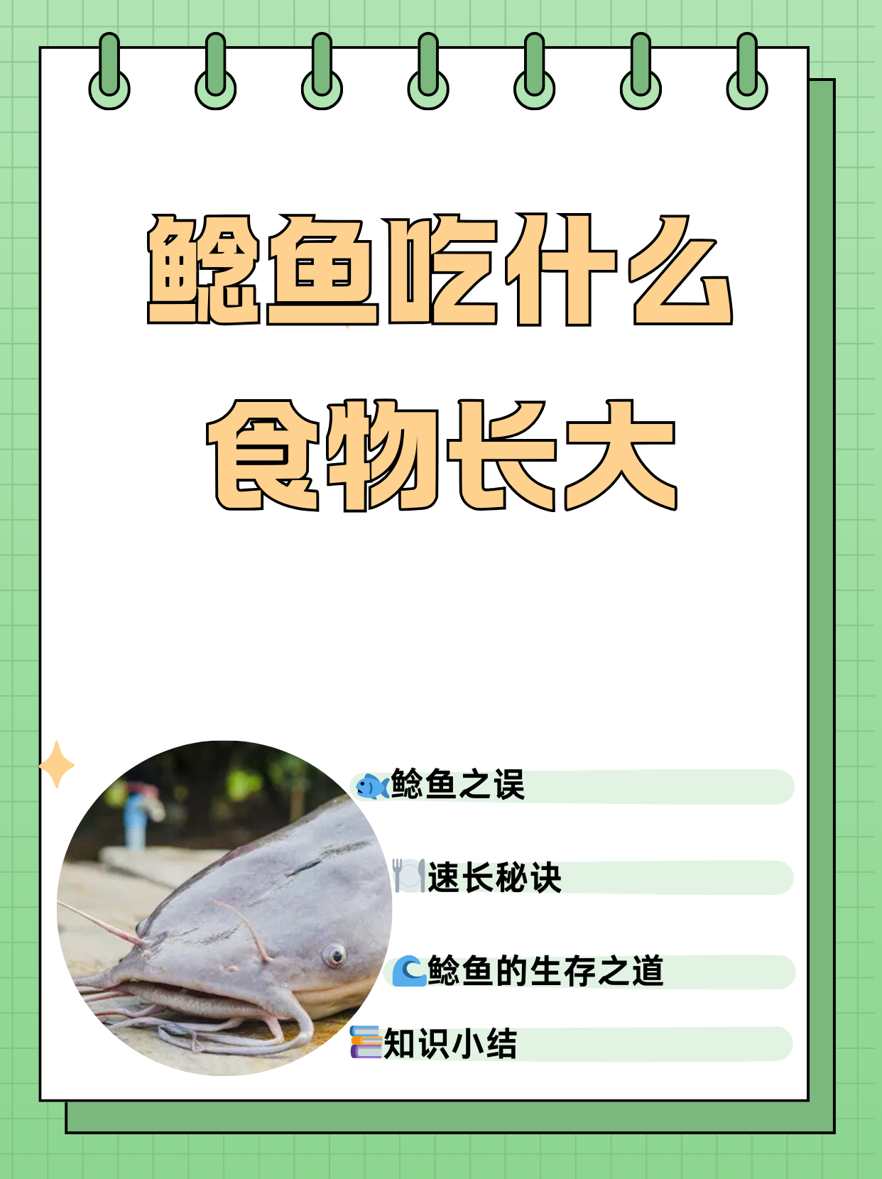 鲶鱼吃什么食物长大  鲶鱼是农村地区很常见的一种淡水鱼,都说鲶鱼脏