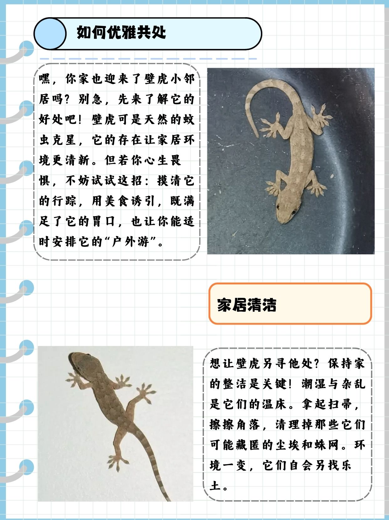 家里有壁虎怎么驱赶出去  家里进壁虎了!快来看看我是怎么应对的!