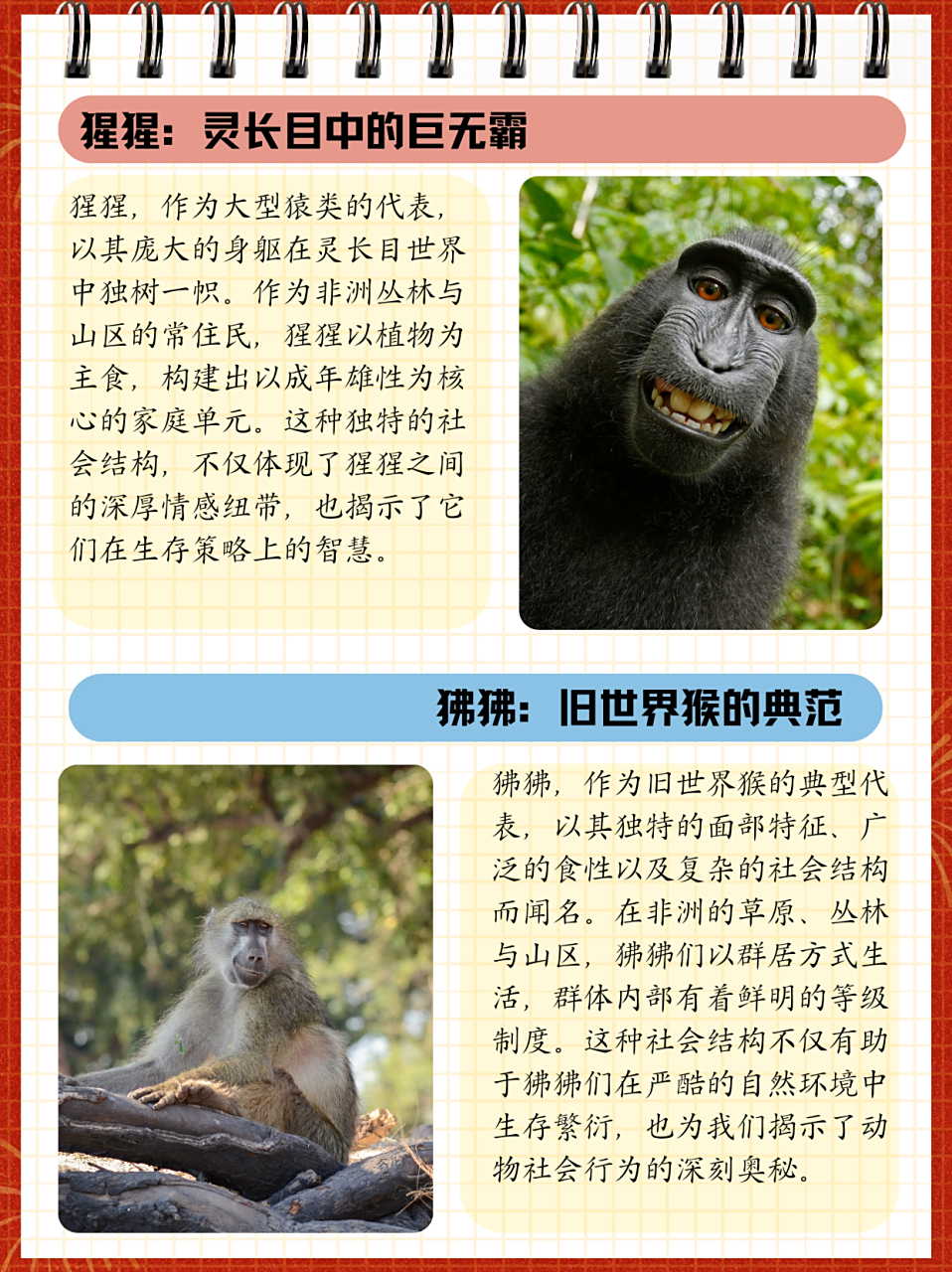 狒狒和猩猩和猴子的区别  猿,猴,猩猩和狒狒都属于灵长目,但它们各自