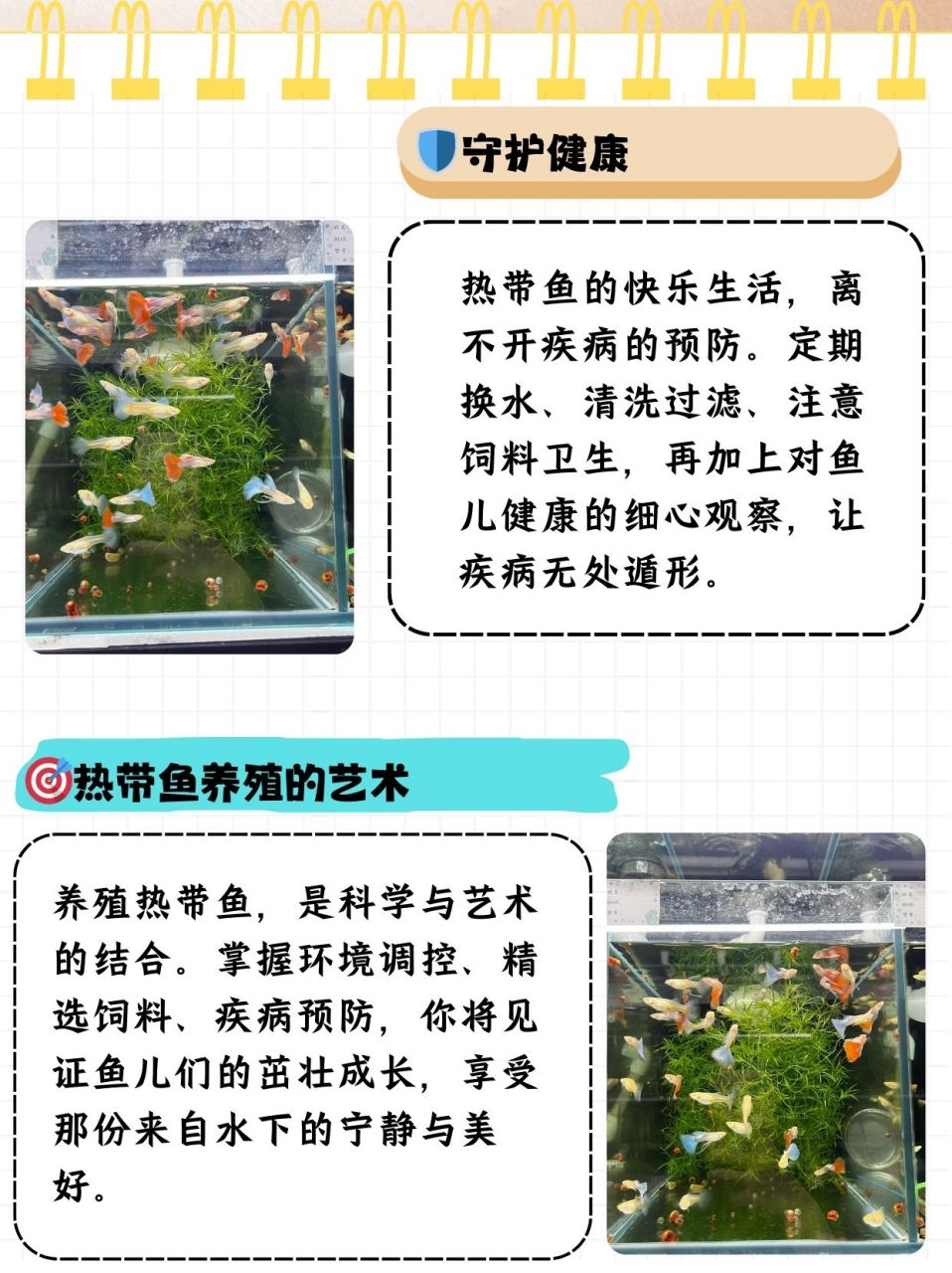 观赏鱼混养搭配方案图片