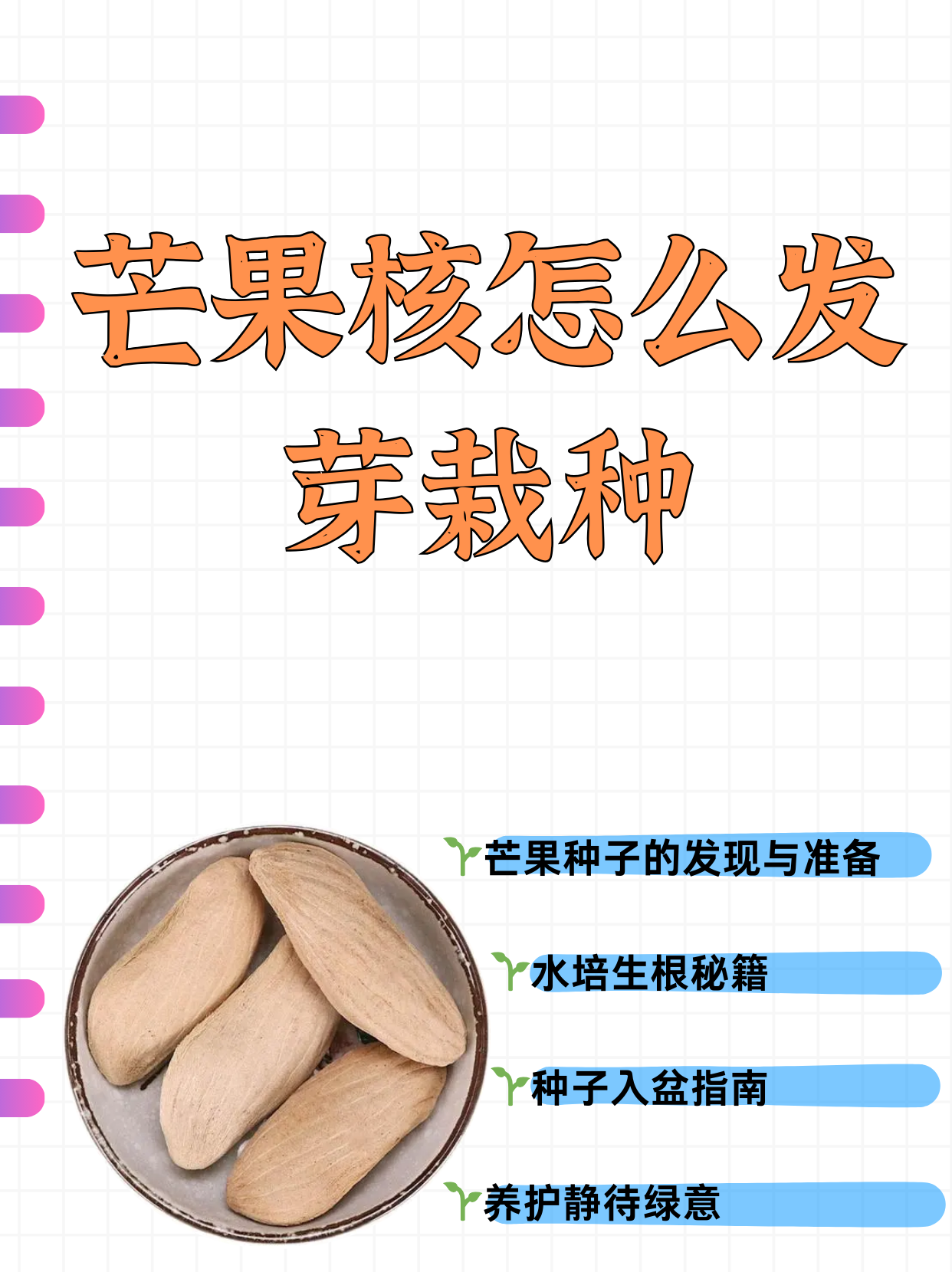 剥开芒果核的硬壳,就看到里面生命力很强的芒果种子了