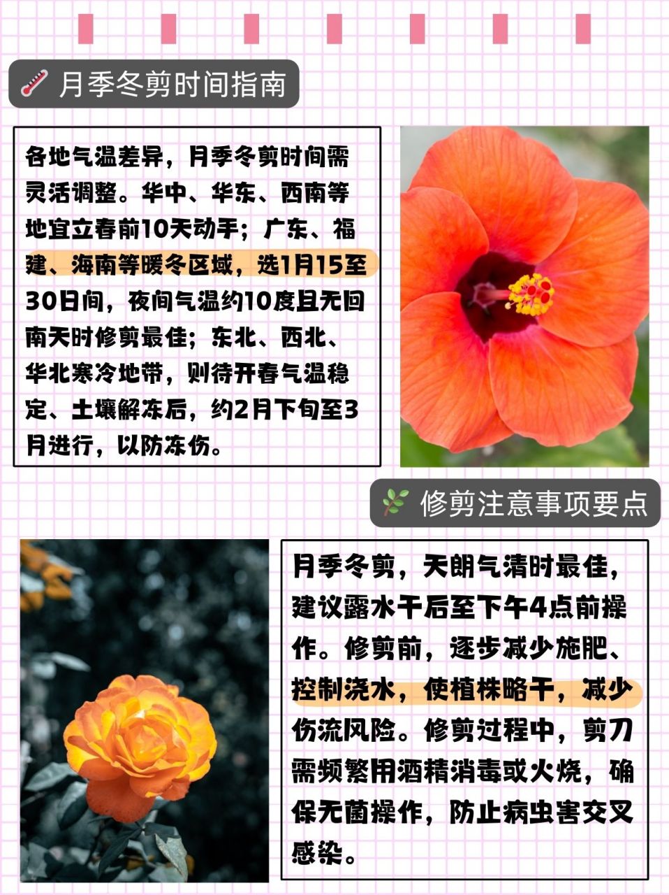 月季花冬季剪枝方法图片