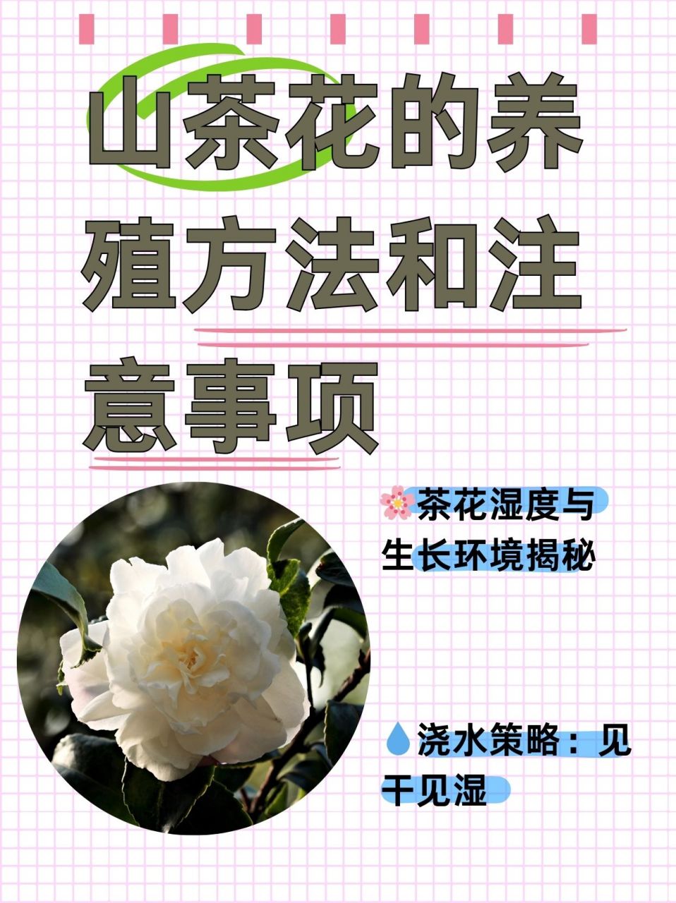 香妃茶花养殖方法图片