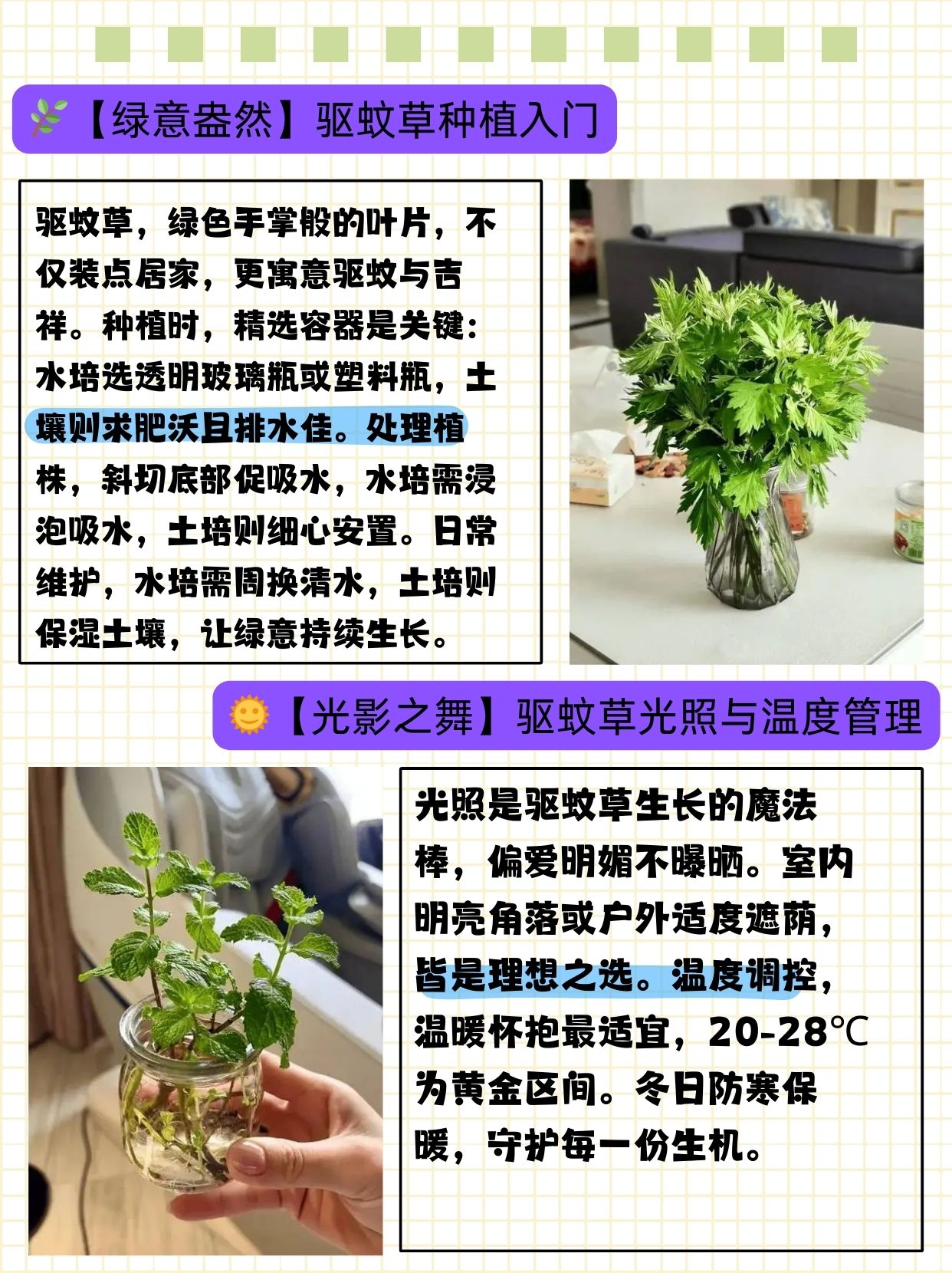 驱蚊草的养殖方法与注意事项  闺蜜想养驱蚊草,问我该怎么养,我给她