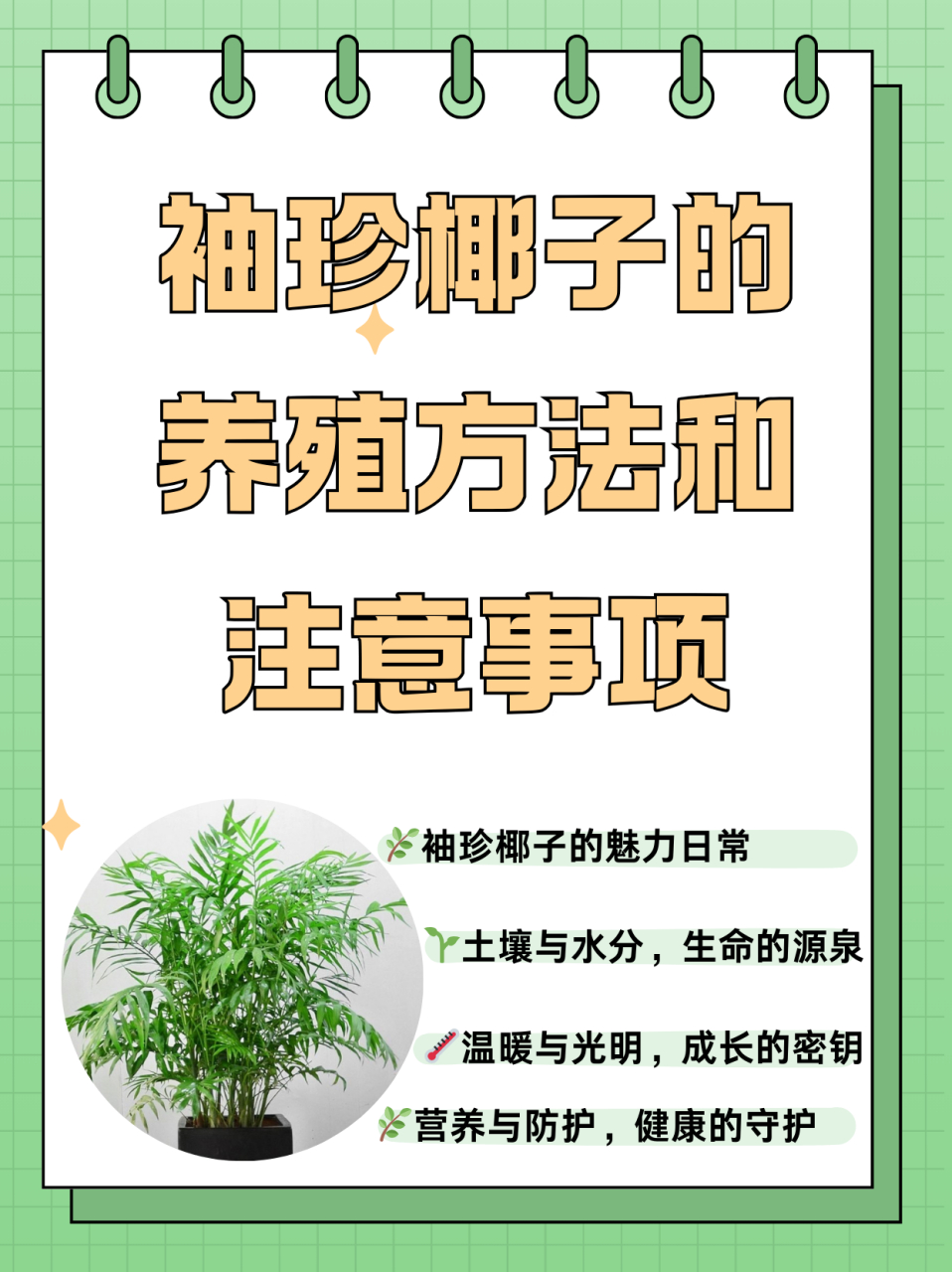 袖珍椰子繁殖方法图片