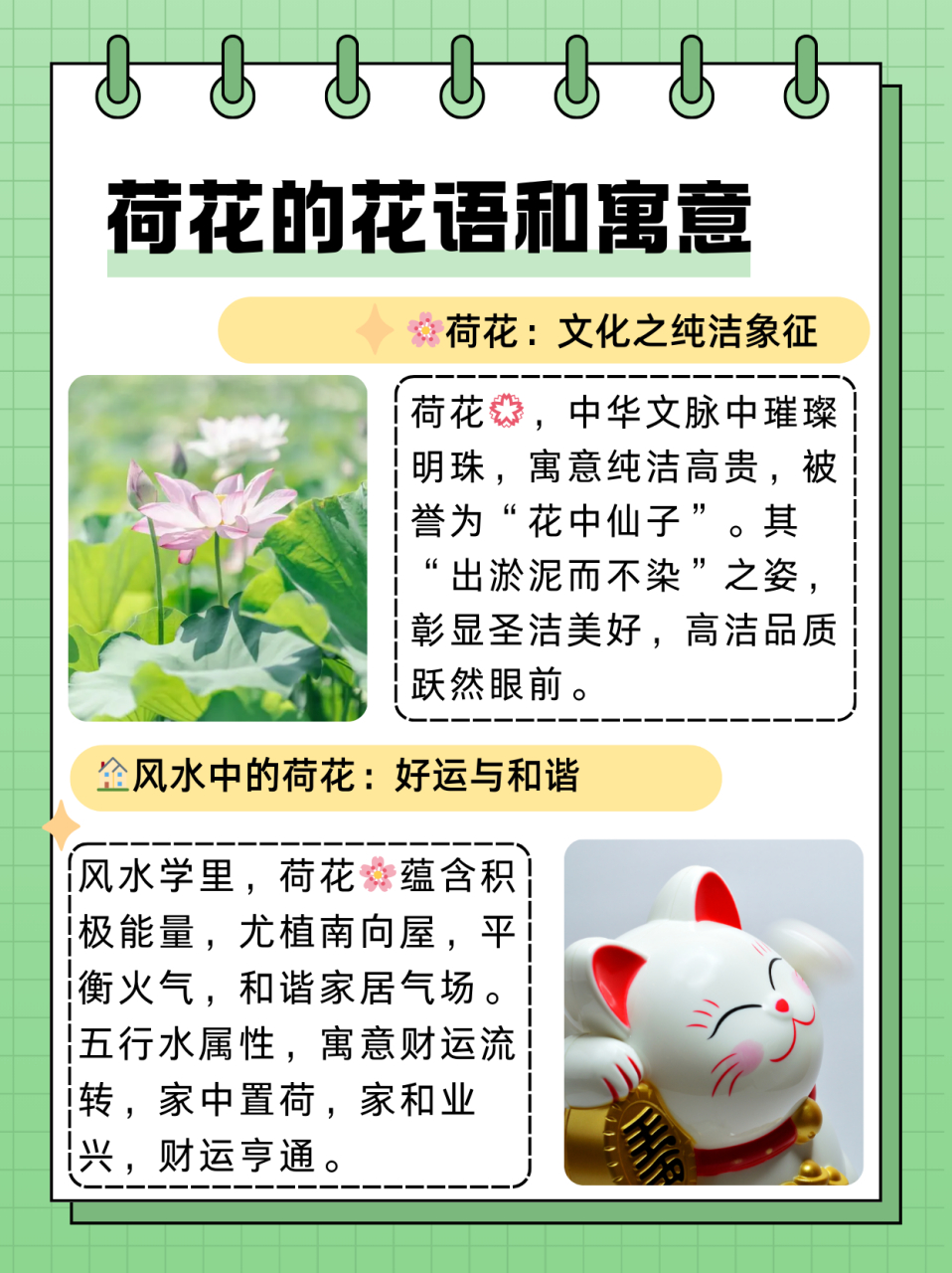 荷花的花语和寓意  荷花98在中国文化中具有深厚象征的意义寓意纯洁