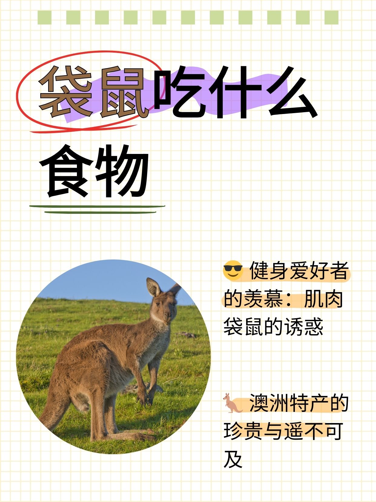 澳大利亚袋鼠都吃些啥呢袋鼠相关资料袋鼠喜欢吃肉还是草袋鼠的主食是