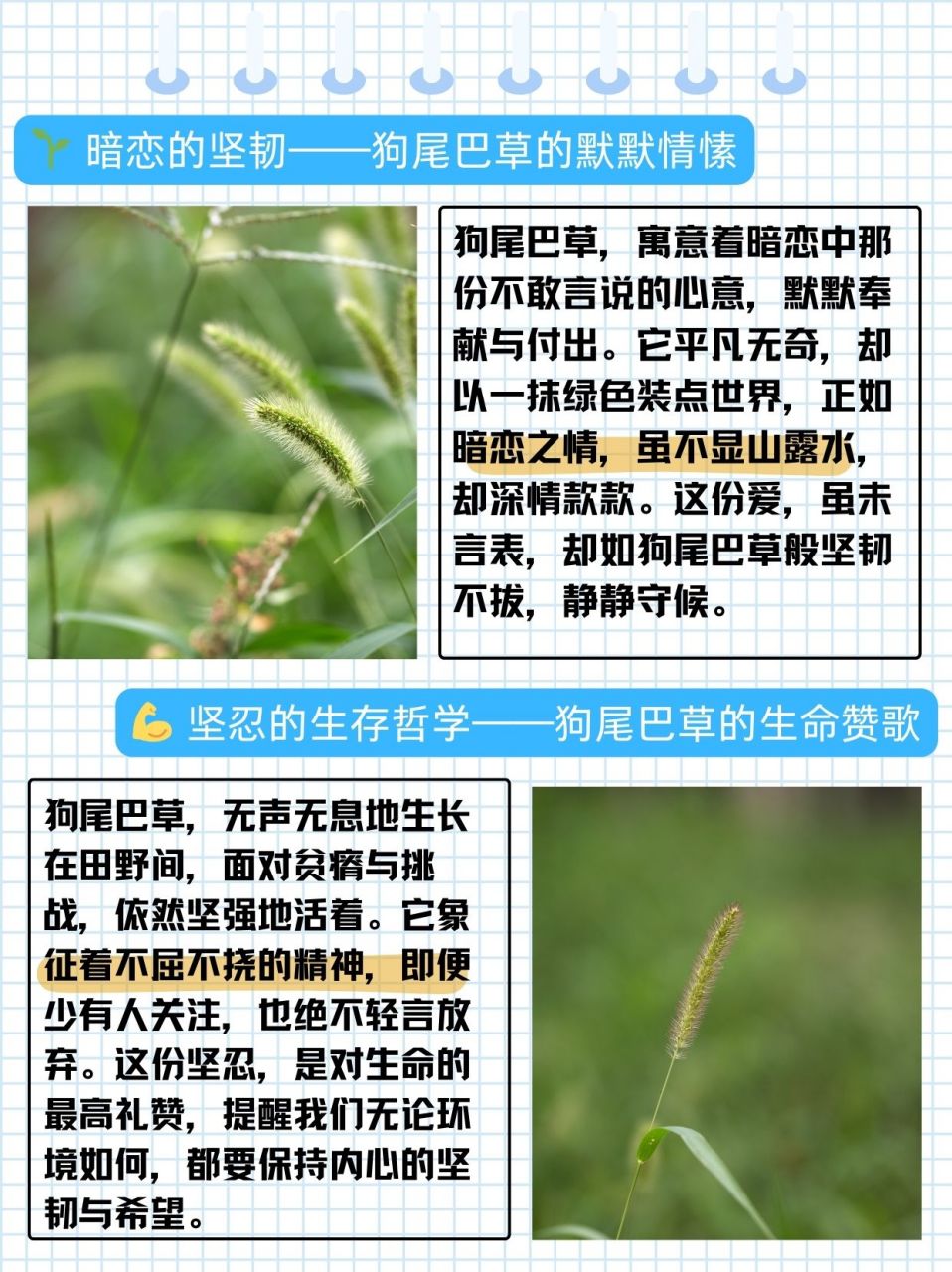 狗舌草花语图片