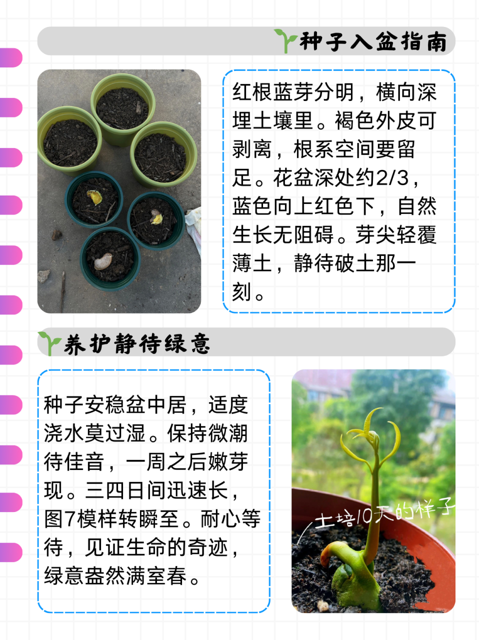 芒果核怎么发芽栽种  表弟想用芒果核栽种,又不知道具体怎么操作,我给