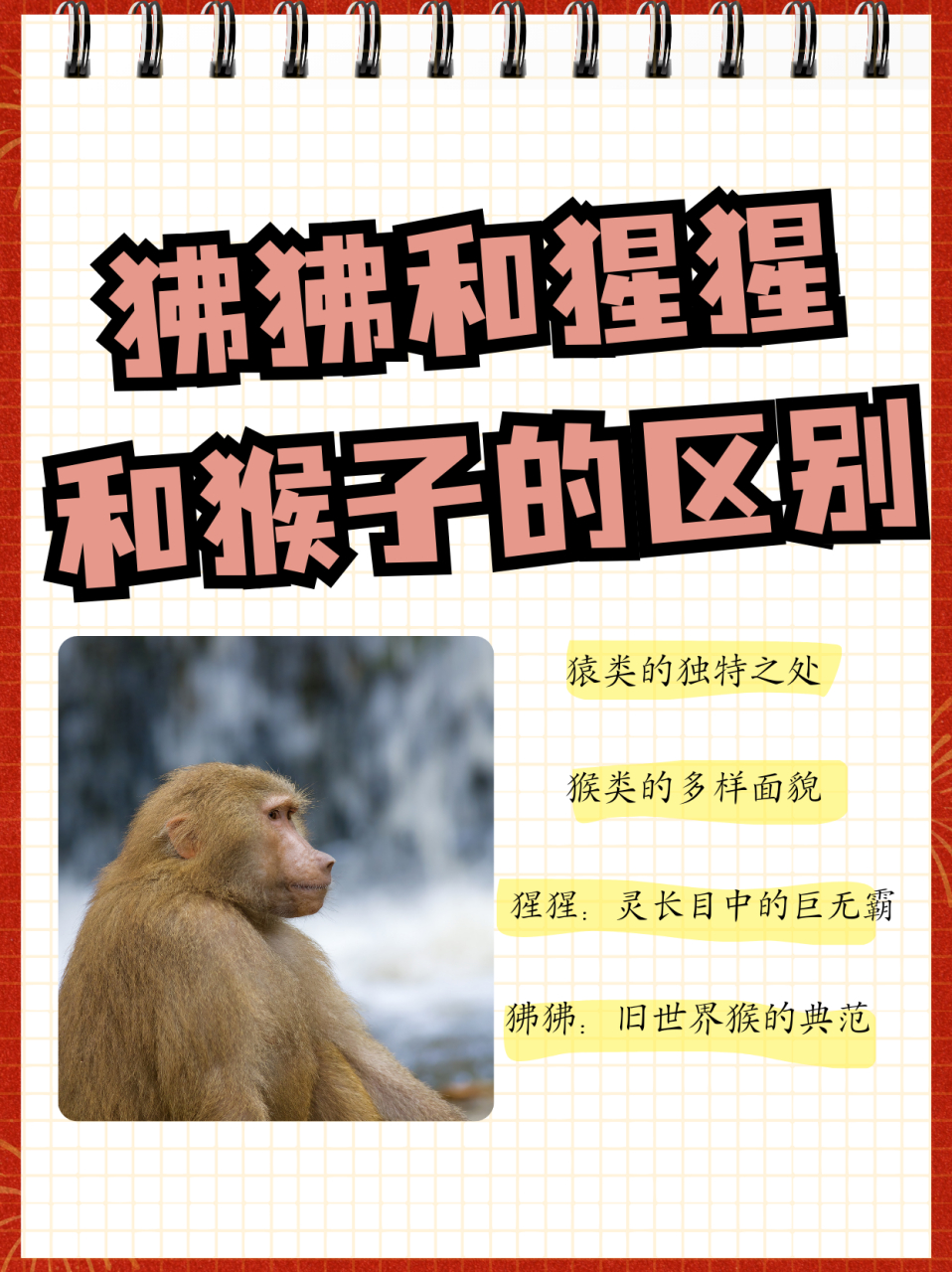 狒狒和猩猩和猴子的区别  猿,猴,猩猩和狒狒都属于灵长目,但它们各自