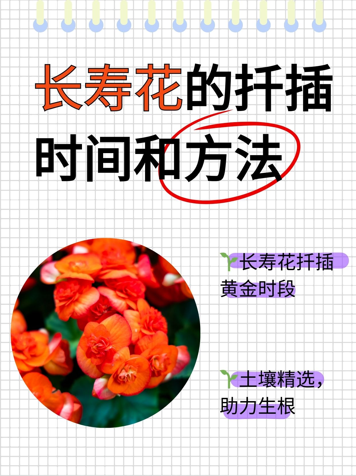 长寿花的生长过程图片