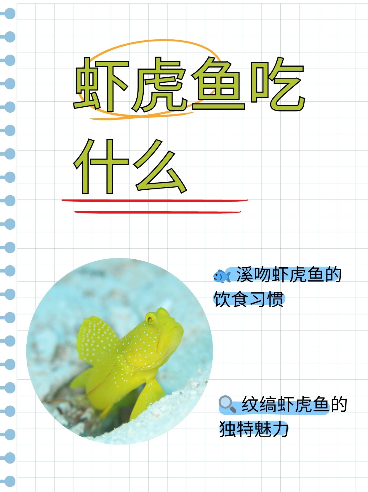 表弟想养虾虎鱼,问我虾虎鱼吃什么,我整理了一些相关