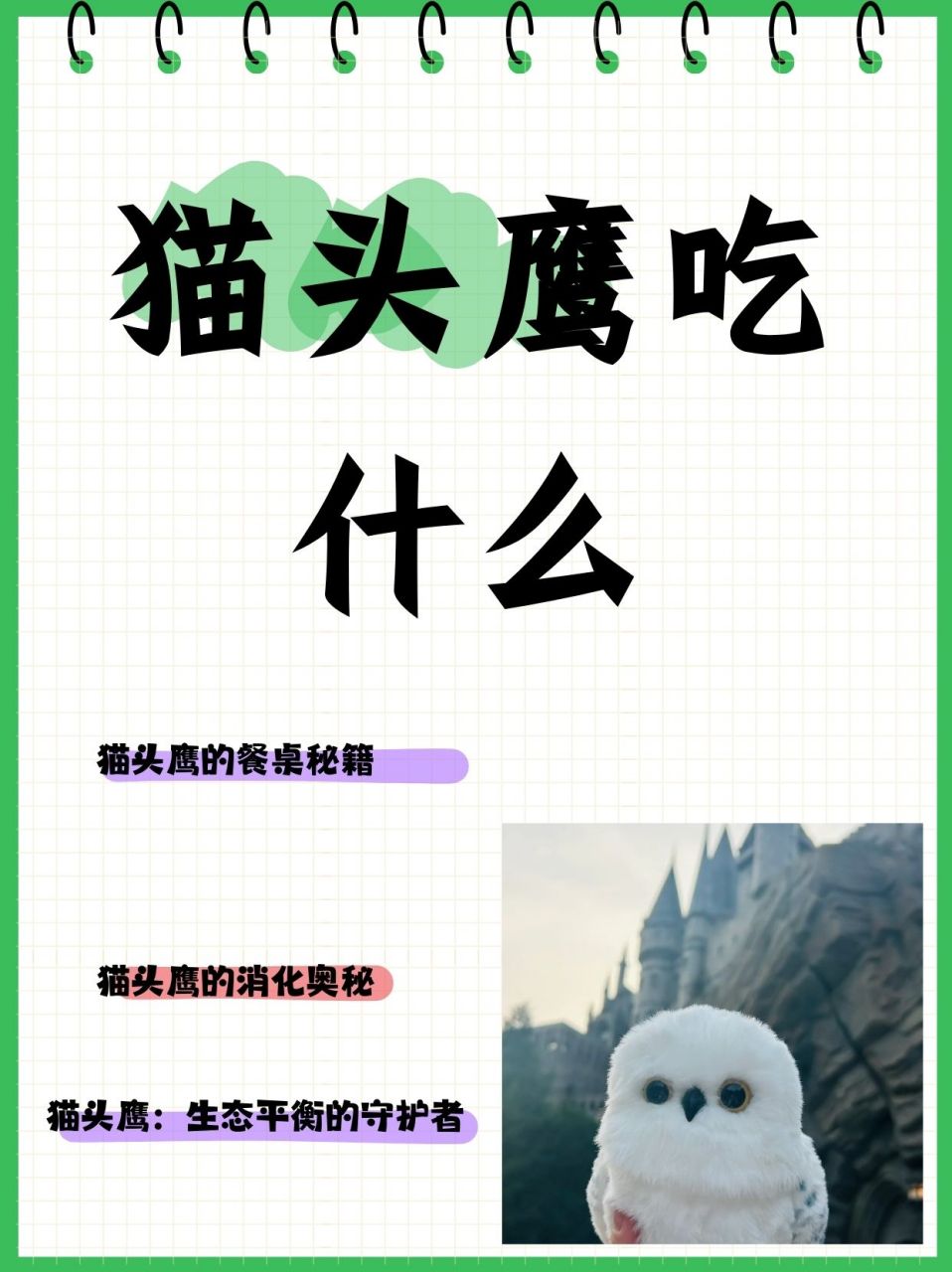 猫头鹰吃什么  猫头鹰是一种典型的夜行性猛禽,以其独特的外貌和夜间