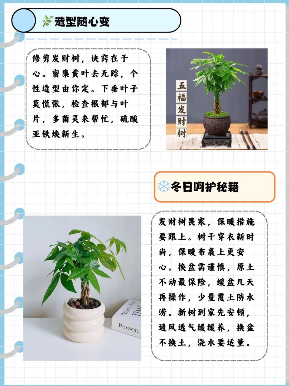 发财树的修剪方法图片