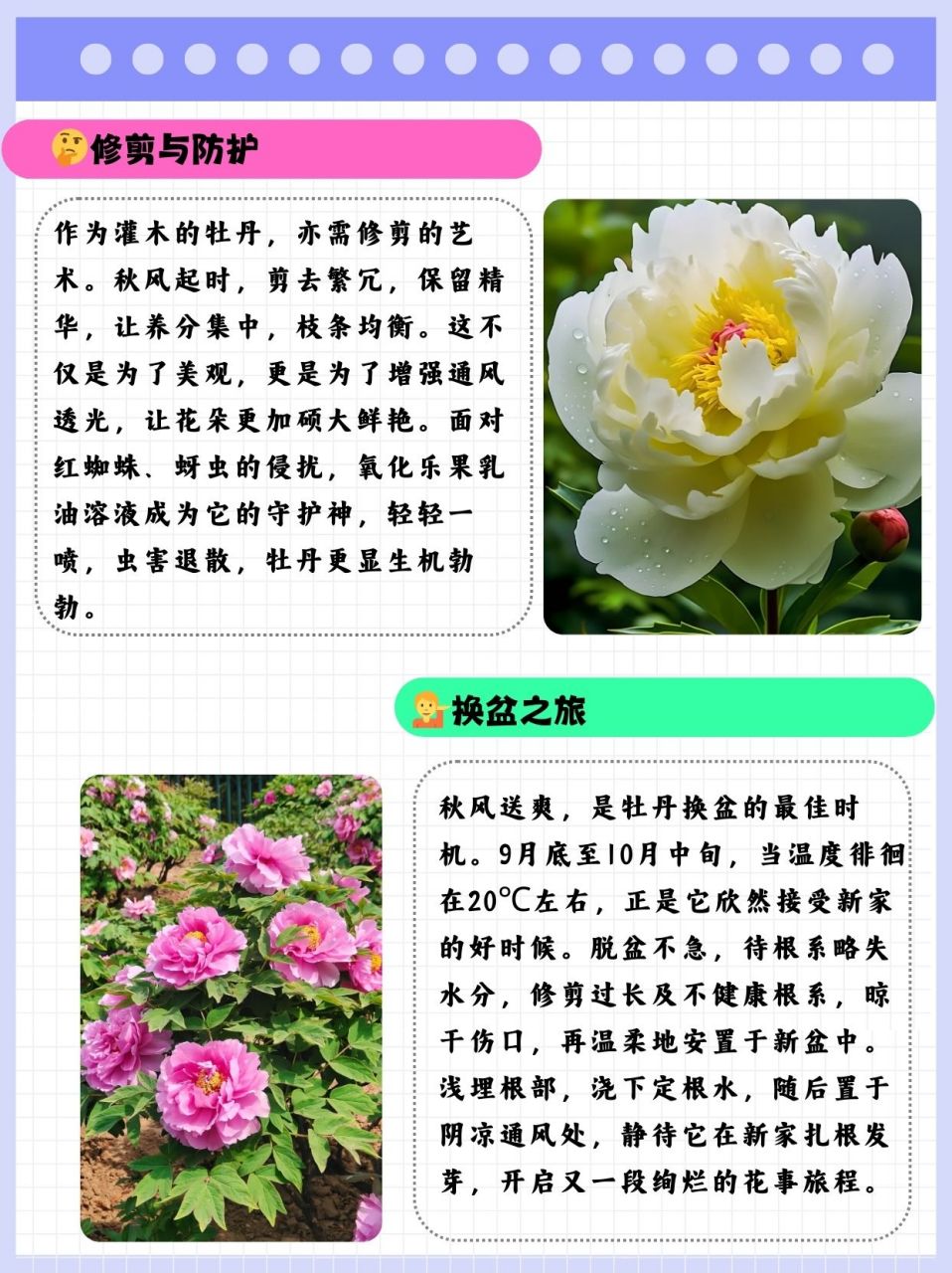 牡丹花怎么种图片