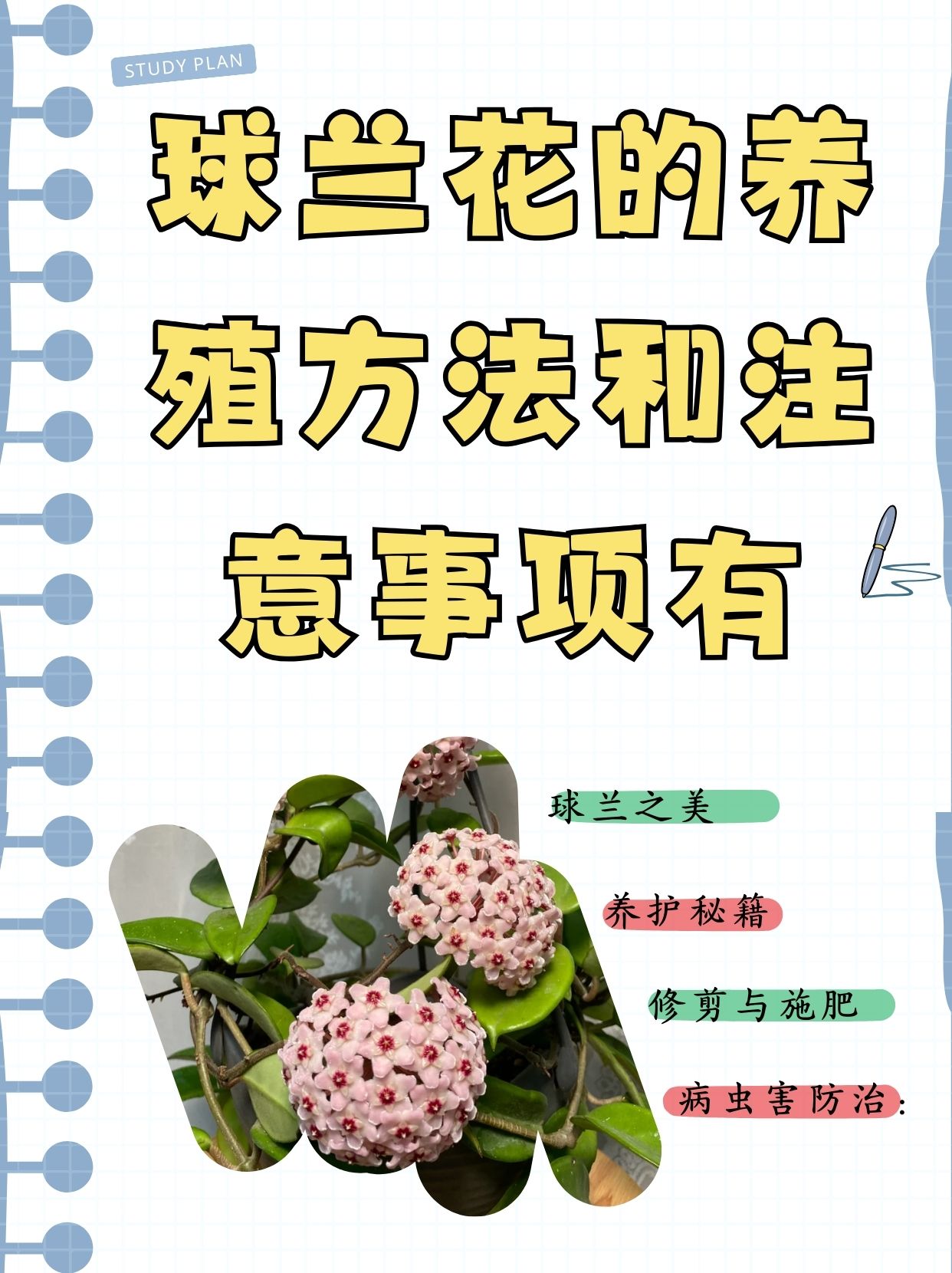 球兰花的养殖方法和注意事项有 侄子想养求兰花,问我该怎么养,我整理