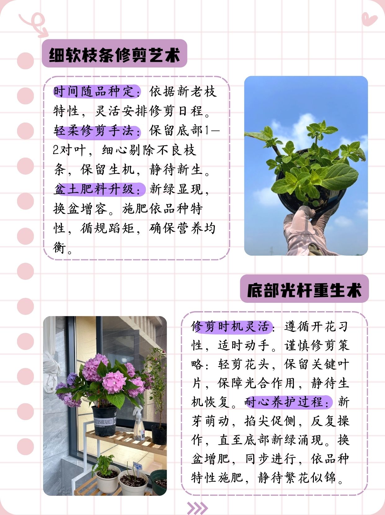 绣球花春季养护图片