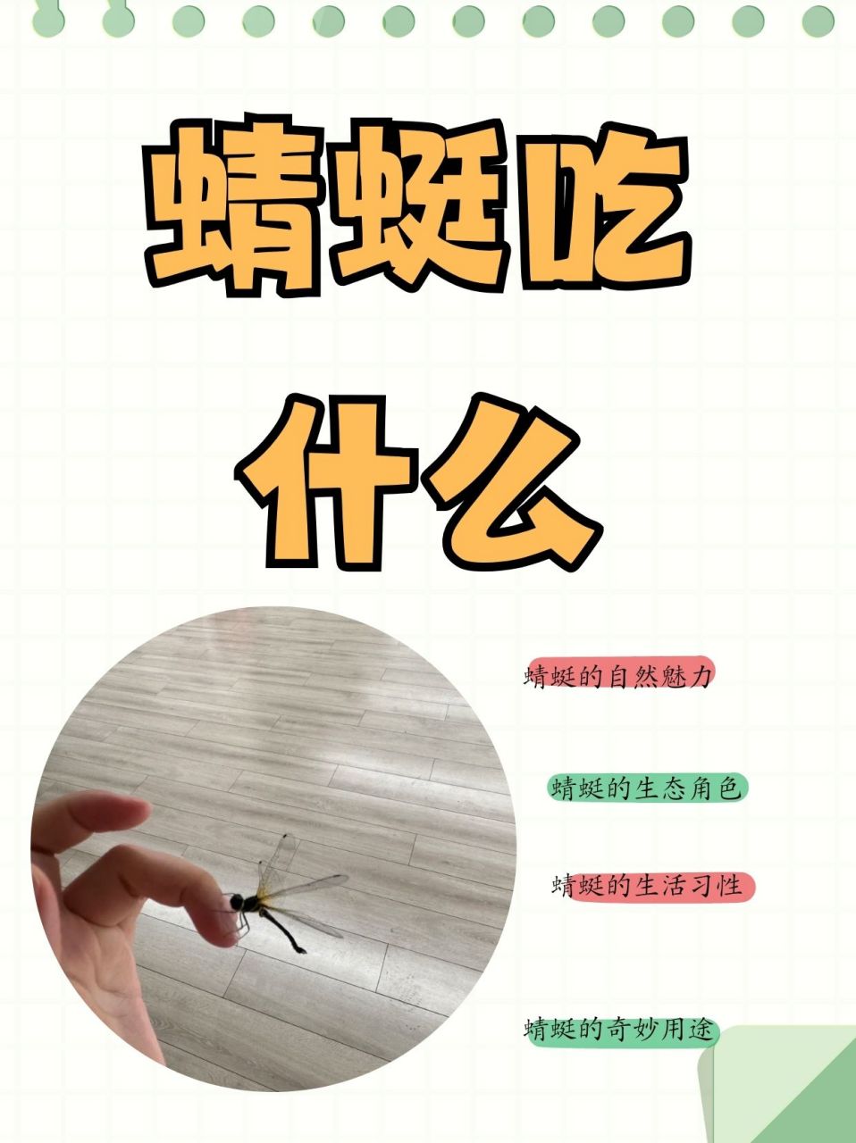 蜻蜓吃什么  今天出去郊游,孩子看到田野里好多蜻蜓,好奇的问我蜻蜓是