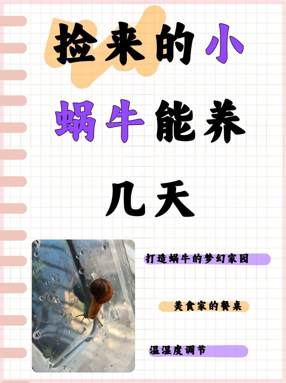 捡来的小蜗牛能养几天  女儿在路上捡到了一只小蜗牛,问我能养几天,我