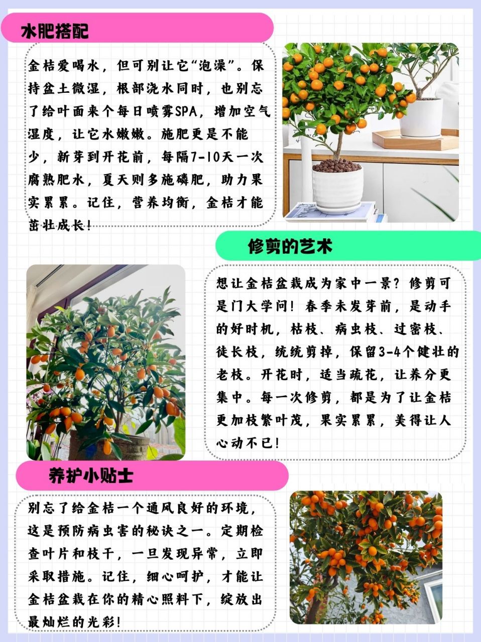 金桔树盆栽的养殖方法和注意事项  花粉们,金桔树盆栽太好养了吧.