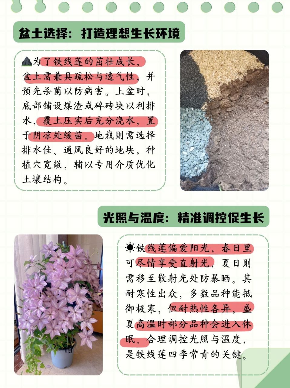 铁线莲地栽方法图片