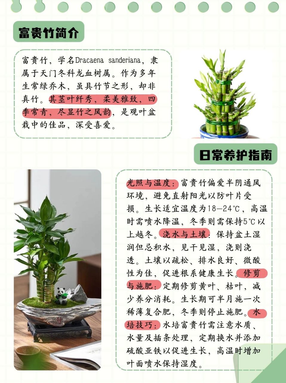 贵妃竹的介绍及图片图片