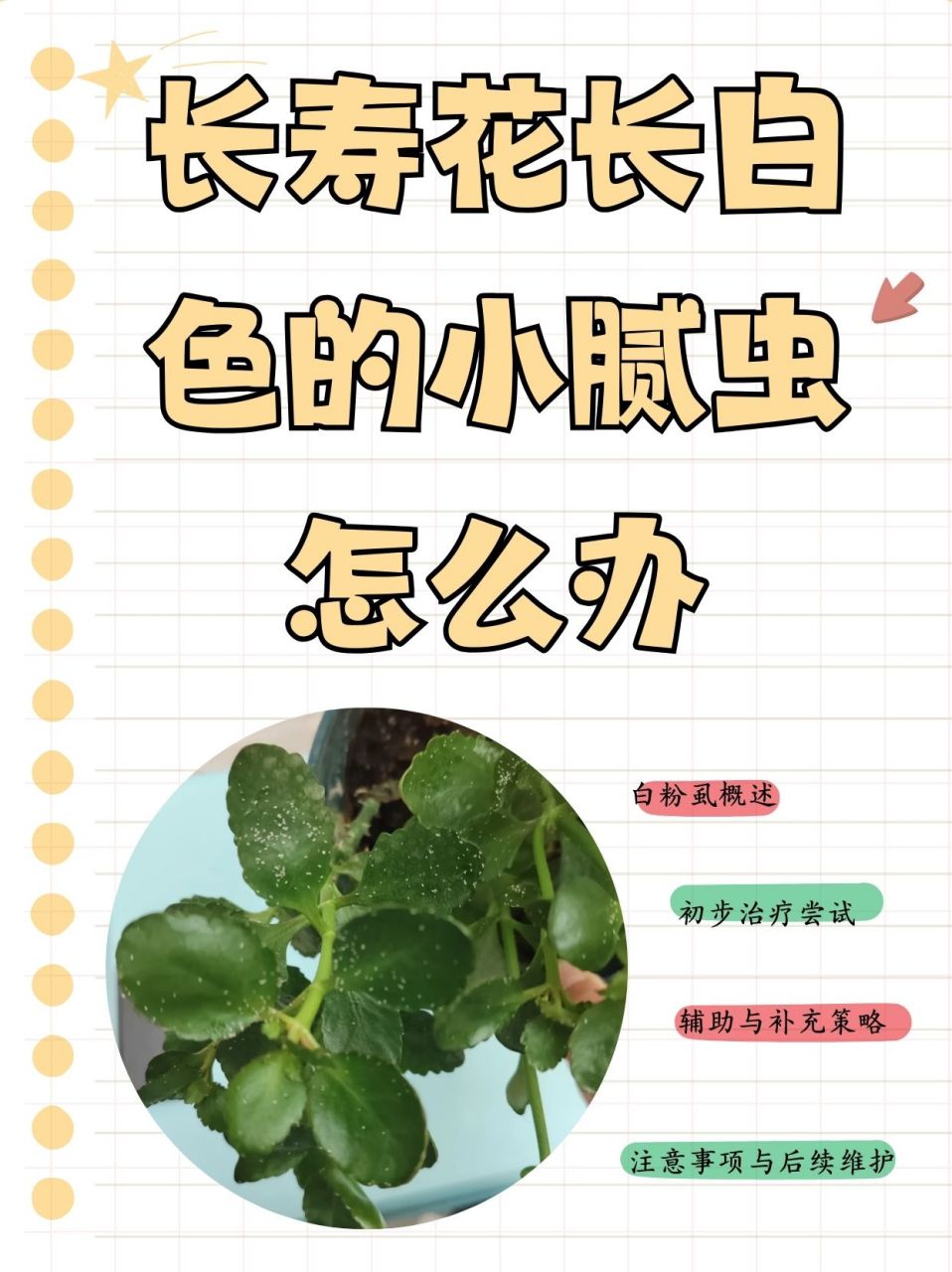 长寿花长白色的小腻虫怎么办  表姐养的长寿花长白色的小腻虫了,她不