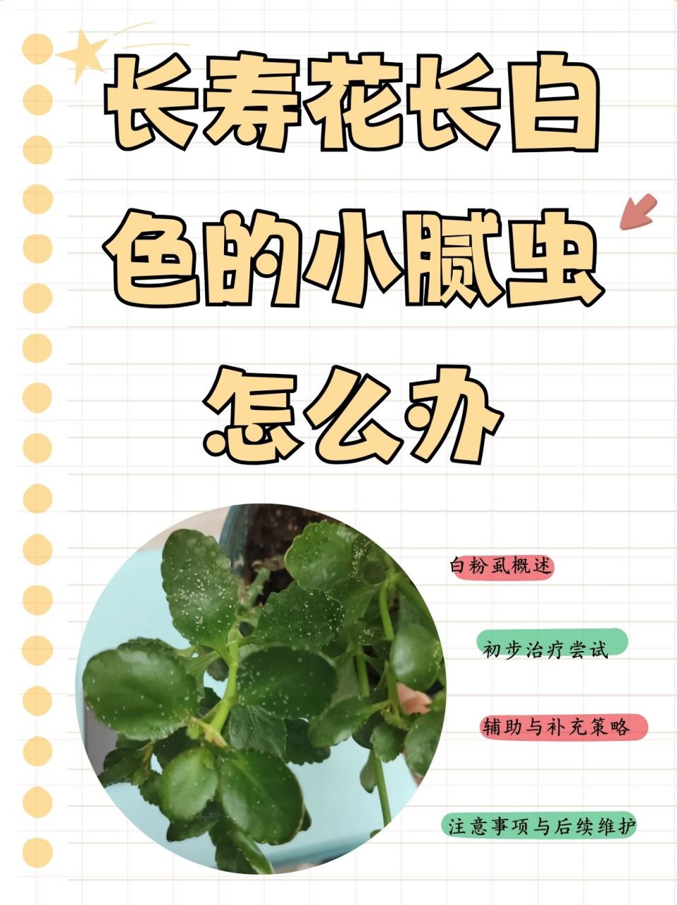 长寿花生长过程简介图片