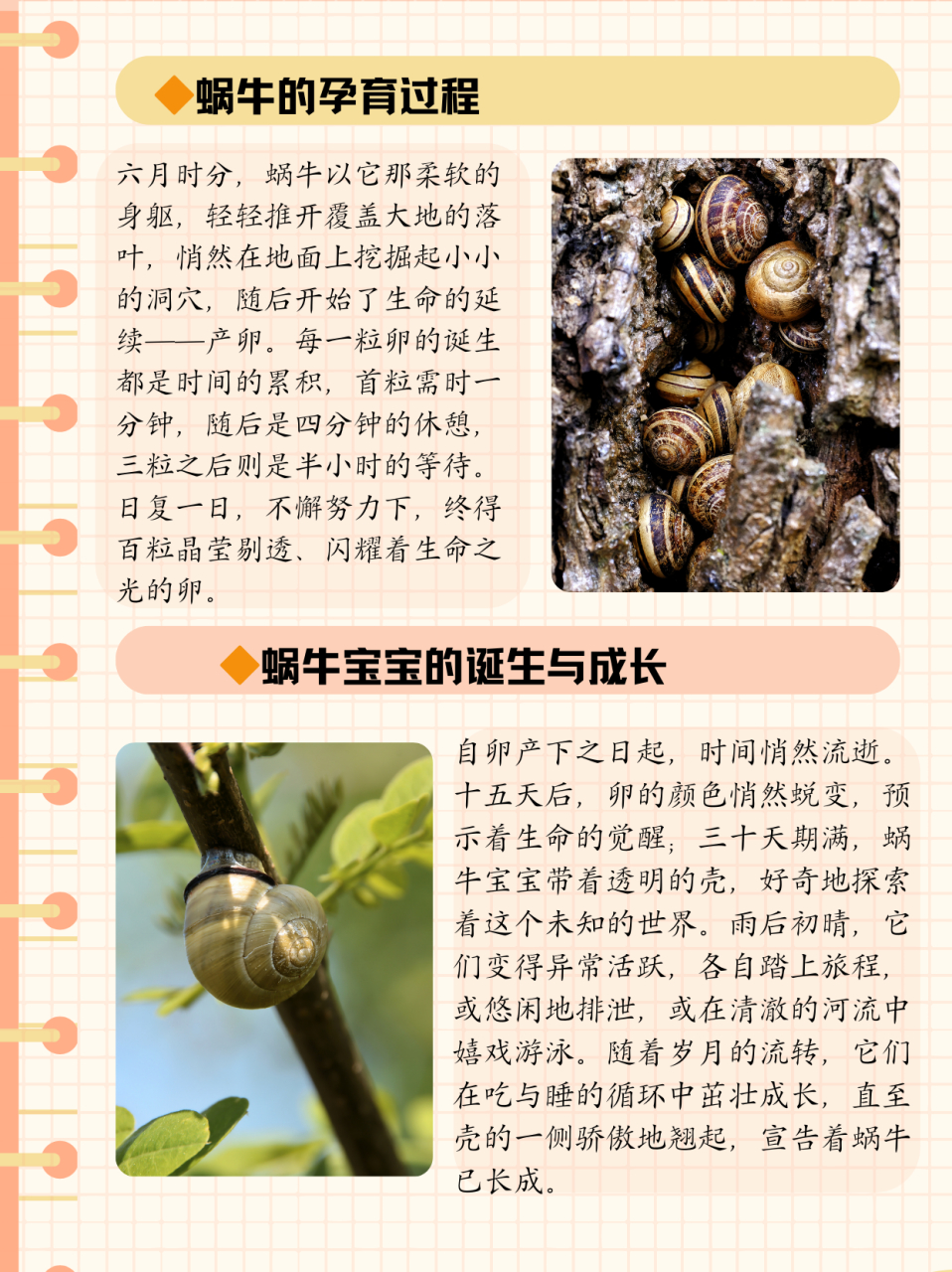 蜗牛怎么繁殖  蜗牛是一种无性生殖的动物,它们通过自体受精进行繁殖.