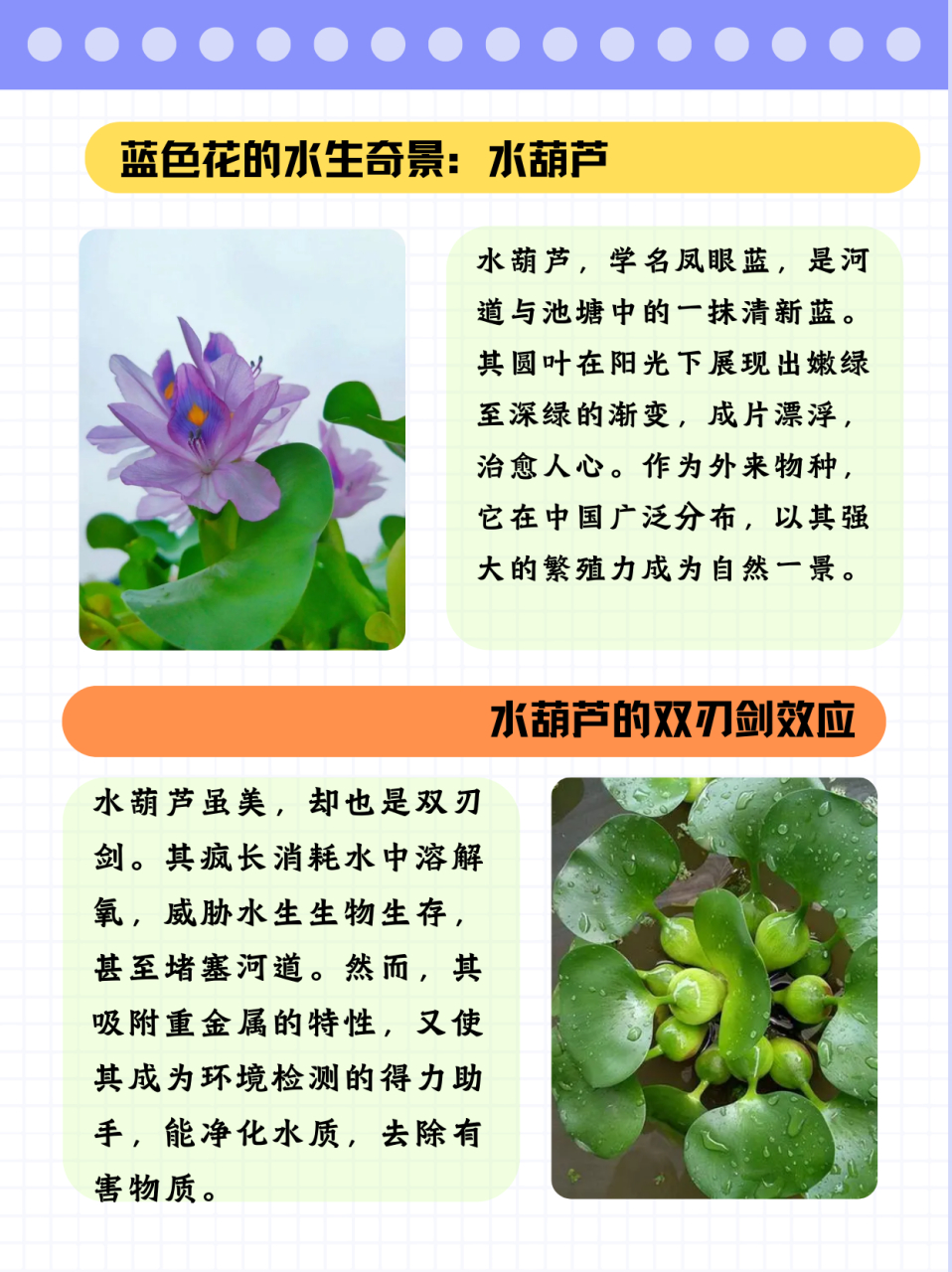 以前老家有很多这个,水葫芦的养殖方法要营养水质,充足光照,合适味热