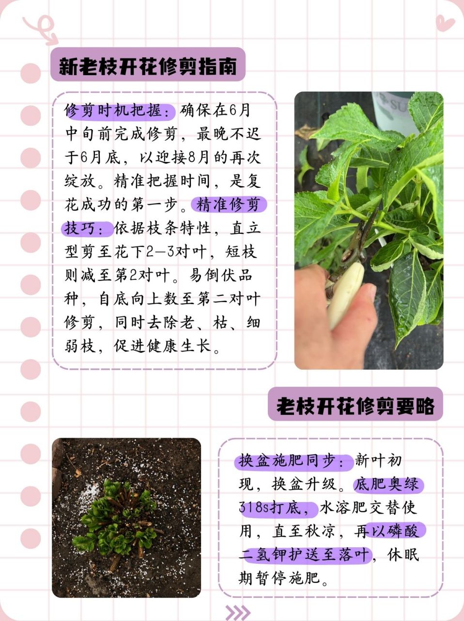 绣球花春季养护图片