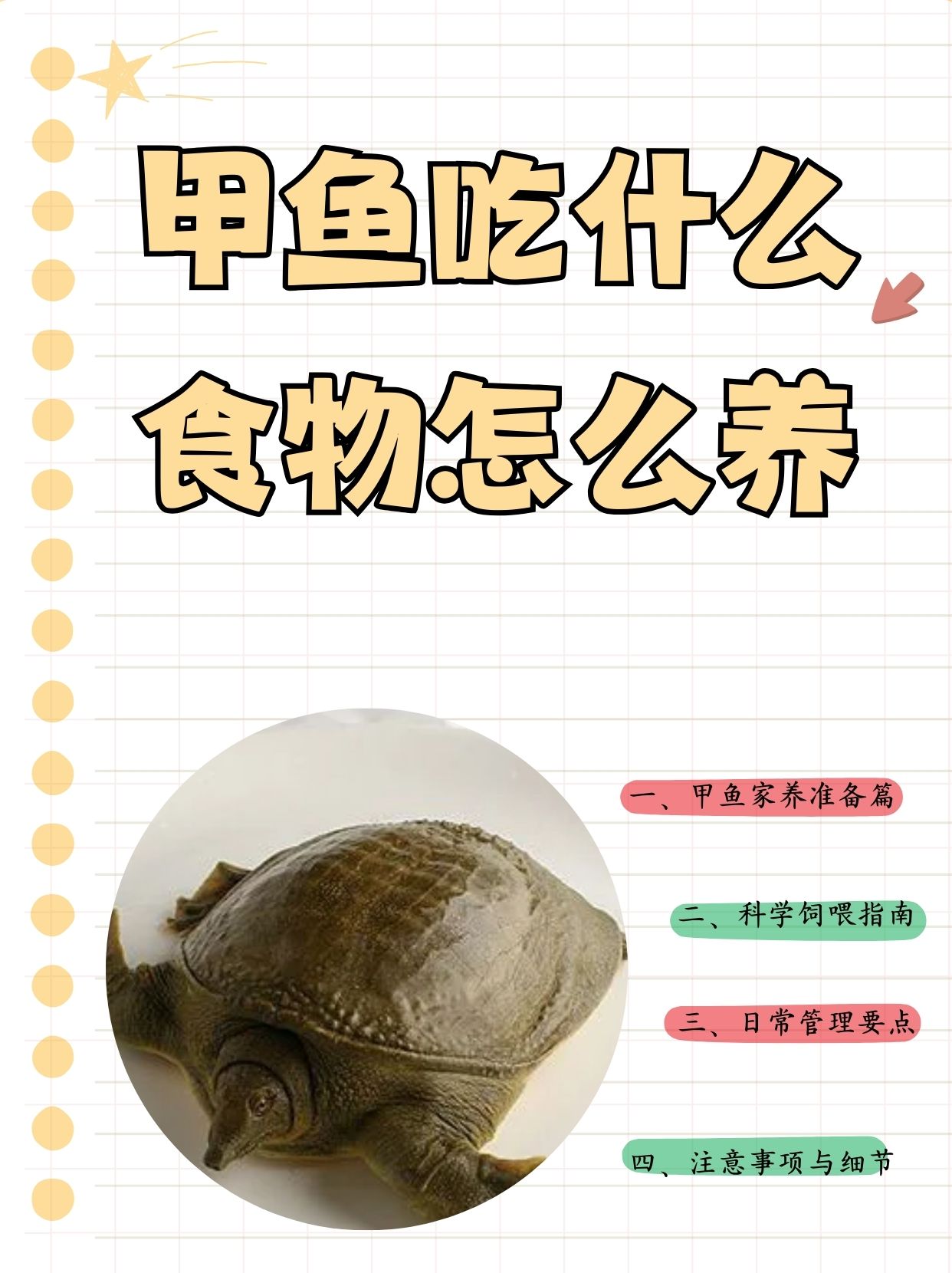 养鳖吃什么甲鱼吃什么喂养形容甲鱼发朋友圈甲鱼卖点朋友给了一个甲鱼