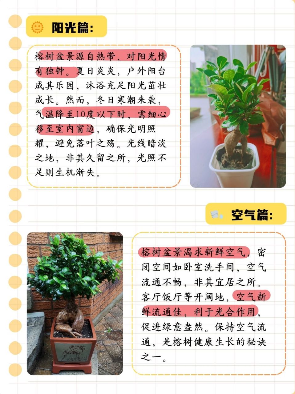 4个方面养护榕树盆景 榕树盆景以