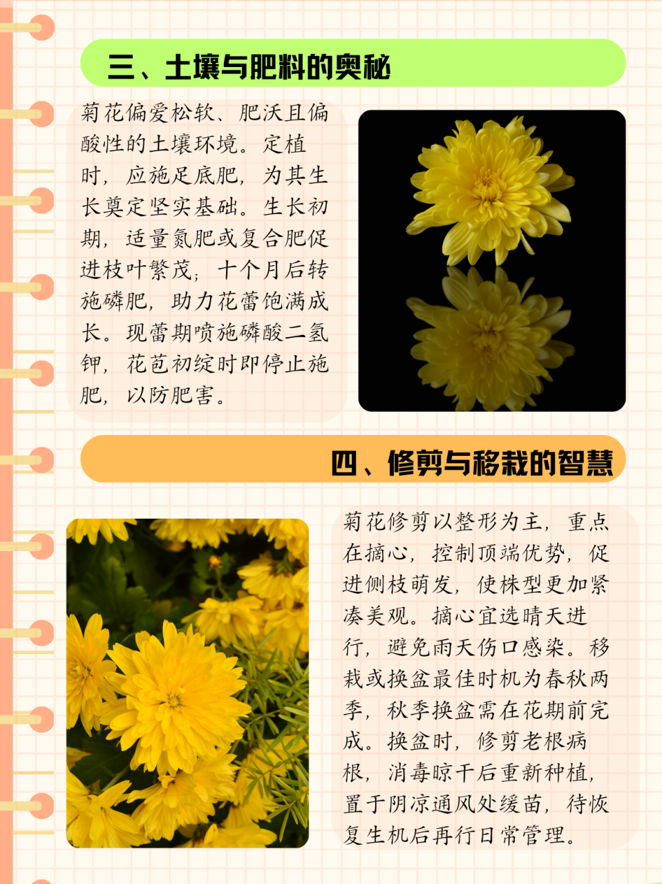 菊花的气味咨询图片