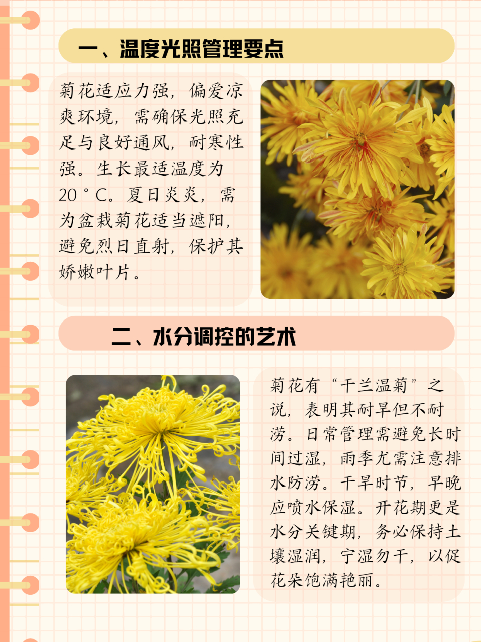 菊花的气味咨询图片