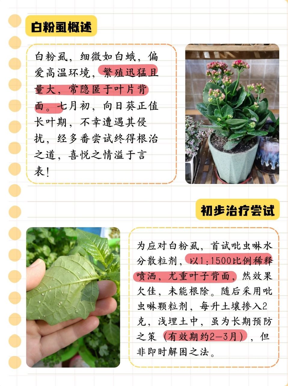 长寿花观察记录表图片