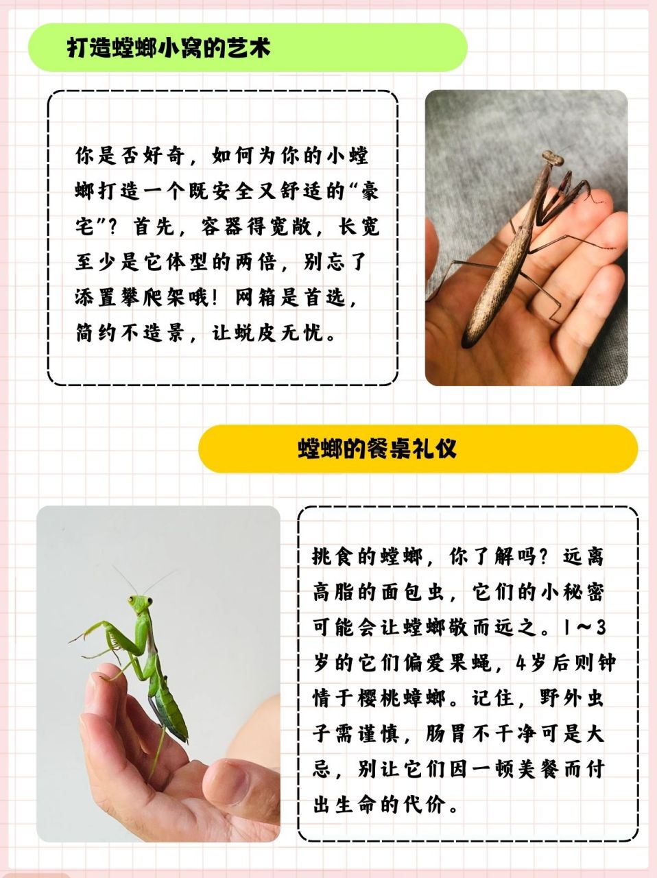 螳螂吃什么  今天在花池里抓到了一个小小螳螂,好可爱啊,打算养起来